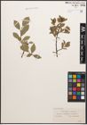 Foto von Salix caprea L. x Salix myrsinites L.